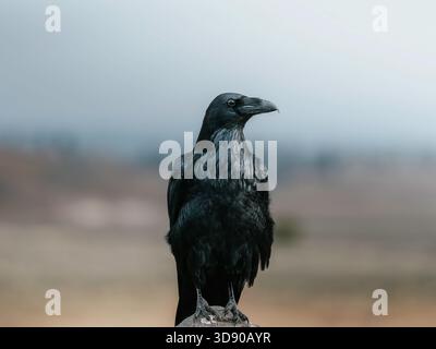 Wild Raven perché sur un poteau près d'une prairie dans le parc national de Yellowstone. Banque D'Images