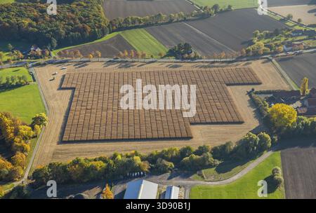 Récolte de maïs avec soutien scientifique Pelcum, Kamener Strasse Barbecke, Hamm, région de la Ruhr, Rhénanie-du-Nord-Westphalie, Allemagne, DE, Europe, vue aérienne, b Banque D'Images
