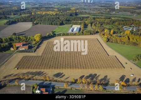 Récolte de maïs avec soutien scientifique Pelcum, Kamener Strasse Barbecke, Hamm, région de la Ruhr, Rhénanie-du-Nord-Westphalie, Allemagne, DE, Europe, vue aérienne, b Banque D'Images
