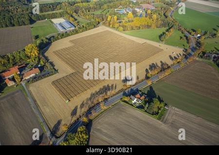 Récolte de maïs avec soutien scientifique Pelcum, Kamener Strasse Barbecke, Hamm, région de la Ruhr, Rhénanie-du-Nord-Westphalie, Allemagne, DE, Europe, vue aérienne, b Banque D'Images