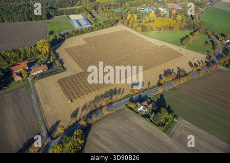 Récolte de maïs avec soutien scientifique Pelcum, Kamener Strasse Barbecke, Hamm, région de la Ruhr, Rhénanie-du-Nord-Westphalie, Allemagne, DE, Europe, vue aérienne, b Banque D'Images