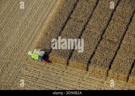 Récolte de maïs avec soutien scientifique Pelcum, Kamener Strasse Barbecke, Hamm, région de la Ruhr, Rhénanie-du-Nord-Westphalie, Allemagne, DE, Europe, vue aérienne, b Banque D'Images