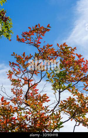 Les feuilles de bleuet Highbush virent au rouge et à l'orange contre un ciel bleu au début de l'automne à la réserve Hale à Westwood, Massachusetts, États-Unis. Banque D'Images