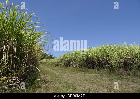 Port Douglas, Queensland, Australie 3 octobre 2025 plantation de canne à sucre à l'extérieur de Port Douglas, Queensland, Australie Banque D'Images