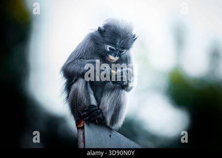 Singe à feuilles sombres avec une fourrure grise assis sur une perche en métal, mangeant intentionnellement un morceau de fruit jaune à la lumière du jour. Photographie, pas d'IA générative Banque D'Images
