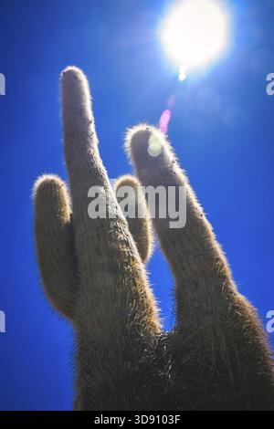 Seul cactus poussant sur un pampa près de Salar de Uyuni, Bolivie Banque D'Images