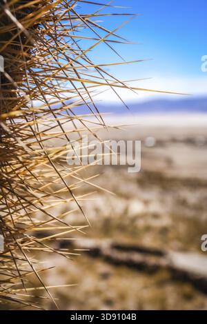 Close up of des épines d'un cactus poussant sur un unique pampa près de Salar de Uyuni, Bolivie Banque D'Images