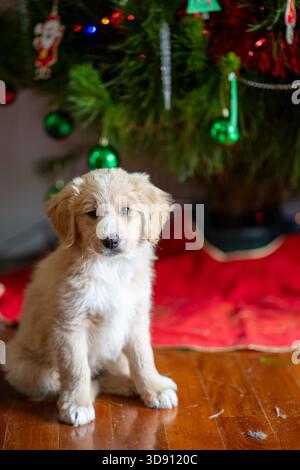 Chiot blond devant le sapin de noël à l'air curieux Banque D'Images