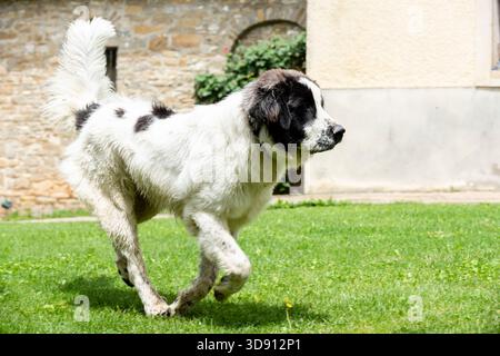 Un grand chien blanc avec des taches noires court joyeusement à travers une pelouse verte luxuriante entourée d'un beau jardin. Banque D'Images