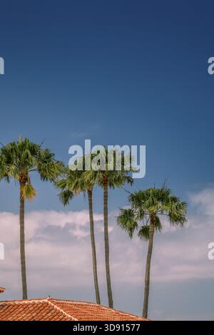 Vue sur le paltrees au-dessus des toits de maisons d'une oh dans Maspalomas Gran Canaria, Îles Canaries, Espagne Banque D'Images