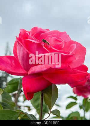 Abeille assise sur une Rose China rosa Banque D'Images