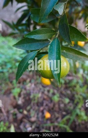 Gros plan des mandarines de maturation accrochées à l'arbre dans la ferme de mandarines. Arbre mandarine avec mandarines vertes dans le jardin en Italie. Culture du mandarinier. Banque D'Images
