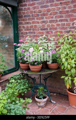 Une collection de pélargoniums et d'autres plantes d'intérieur poussant dans un conservatoire. Banque D'Images