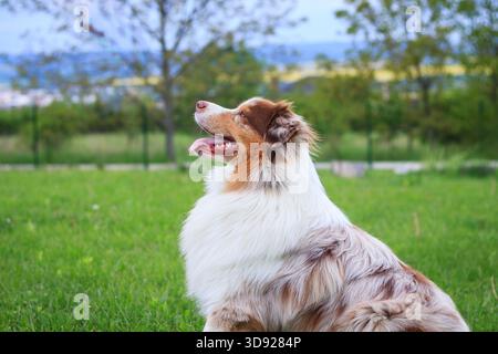 Portrait de chien berger australien en plein air. Thème animal avec animal de compagnie mignon Banque D'Images