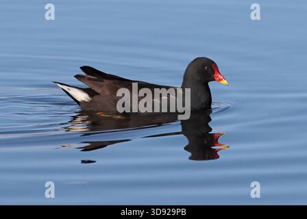 MOORHEN nageant dans un étang, Royaume-Uni. Banque D'Images