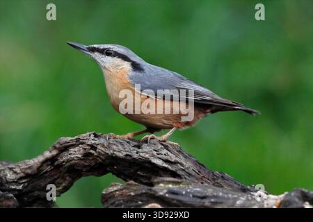 NUTHATCH, ROYAUME-UNI. Banque D'Images
