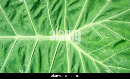Une macro photographie montrant la structure veineuse détaillée d'une grande feuille tropicale, capturant ses textures naturelles, sa symétrie et ses tons verts vibrants. Banque D'Images