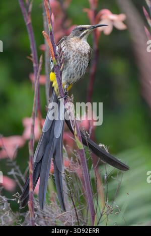Le Cape Sugarbird avec sa longue queue assise sur les belles fleurs de Kirstenbosch Banque D'Images