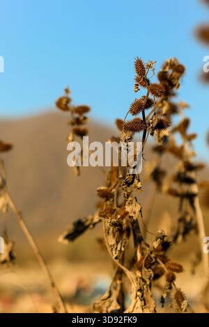 Photo macro détaillée de bavures de chardon desséchées et de feuillage sec se balançant doucement contre une silhouette de montagne et un horizon bleu sans fin, capturant la mer aride Banque D'Images