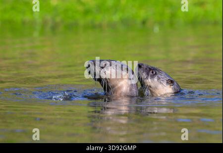 Une paire de loutres de rivière nord-américaines (Lontra canadensis) s'accouplant dans l'eau, Galveston, Texas, États-Unis. Banque D'Images
