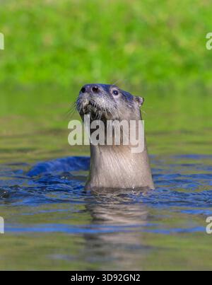 Loutre de rivière nord-américaine (Lontra canadensis) regardant autour de l'eau, Galveston, Texas, États-Unis. Banque D'Images