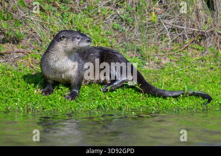 Loutre de rivière nord-américaine (Lontra canadensis) sur la rive d'un lac, Galveston, Texas, États-Unis. Banque D'Images