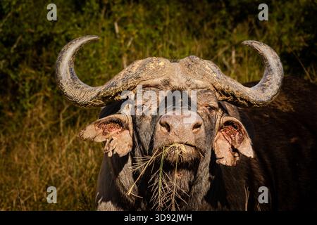 Ce buffle sauvage du cap a un look très condescendant et serti sur son visage à Kwa Zululand. Banque D'Images