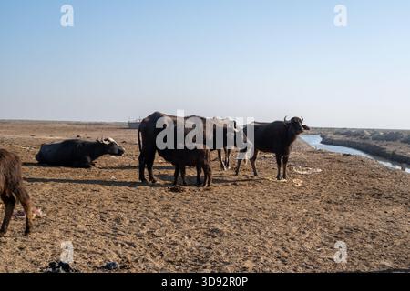 Photo d'un troupeau de buffles d'eau avec veau sur un marais irakien sec Banque D'Images