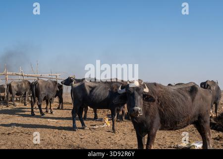 Photo d'un troupeau de buffles d'eau avec veau sur un marais irakien sec Banque D'Images
