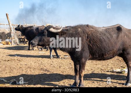 Photo d'un troupeau de buffles d'eau avec veau sur un marais irakien sec Banque D'Images