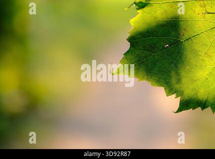 Photo macro d'une feuille verte rétroéclairée par la lumière du soleil avec des veines foliaires détaillées et un arrière-plan flou doux. Banque D'Images