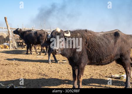 Photo d'un troupeau de buffles d'eau avec veau sur un marais irakien sec Banque D'Images