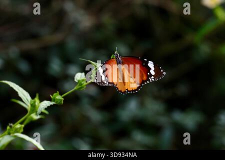 Un papillon Tiger Plain perché sur une brindille aux ailes déployées Banque D'Images