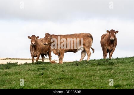 Vaches de boucherie du sud du Devon sur une colline herbeuse Banque D'Images