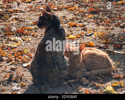 Deux chats sont allongés sur le sol l'un à côté de l'autre. L'un est noir et l'autre orange Banque D'Images