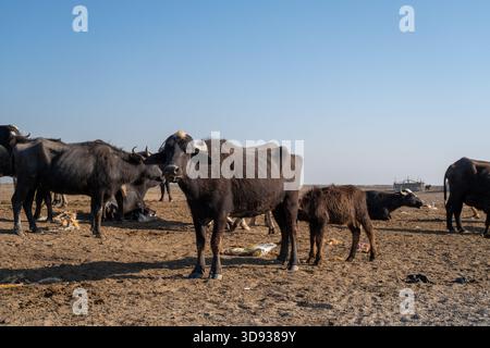Photo d'un troupeau de buffles d'eau avec veau sur un marais irakien sec Banque D'Images