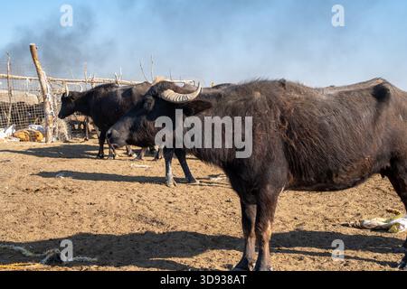 Photo d'un troupeau de buffles d'eau avec veau sur un marais irakien sec Banque D'Images