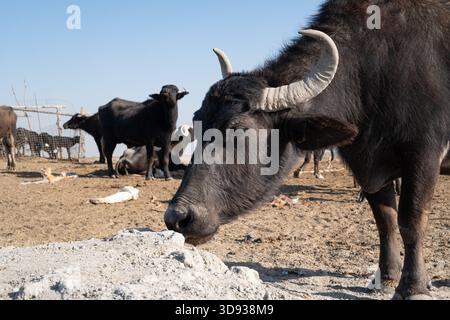 Photo de tête de buffle domestique avec troupeau dans la colonie de Chibayish Banque D'Images