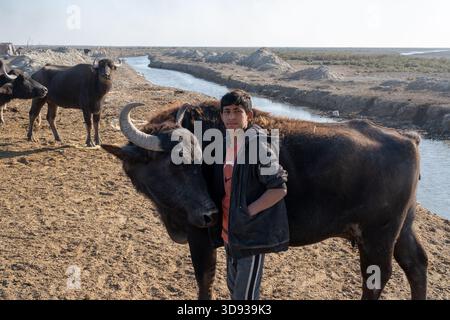 Photo d'un troupeau de buffles d'eau avec veau sur un marais irakien sec Banque D'Images