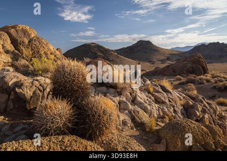 Baril Cactus poussant dans le paysage désertique des collines de l'Alabama près de Lone Pine, Californie, États-Unis. Été (août) 2025. Banque D'Images