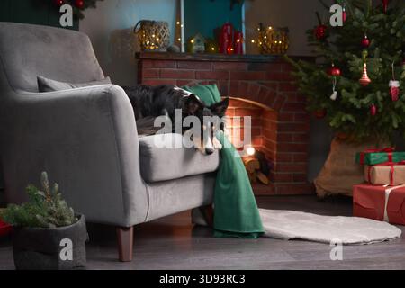 Un Border Collie repose sur un fauteuil gris avec une couverture verte près d'une cheminée. La chambre est décorée avec un arbre éclairé et des cadeaux emballés. Banque D'Images