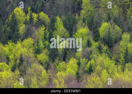 Vue aérienne sur les conifères et les hêtres européens / hêtres communs (Fagus sylvatica) montrant la canopée avec de nouvelles feuilles fraîches dans la forêt mixte au printemps Banque D'Images