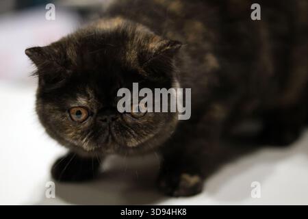 Gros plan Portrait d'un écaille de tortue sombre exotique Shorthair Cat Banque D'Images