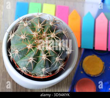 Macro photo de petit cactus rond vue de haut en bas de pointes et d'épines sur le bureau avec des bâtons colorés et des peintures à l'aquarelle Banque D'Images