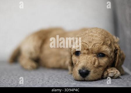 Chiot de type caniche aux cheveux bouclés reposant sur un canapé gris dans une lumière naturelle douce, créant un portrait d'animal chaleureux et confortable. Banque D'Images