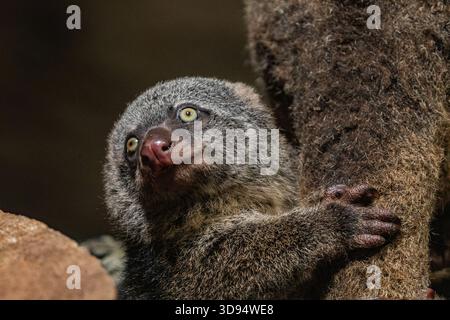 Ours cuscus, Phalanger maculatus avec bébé sur le dos. mignon petit animal de couleur sombre avec une longue queue et des pattes tenaces avec des griffes. Vit dans les arbres Banque D'Images
