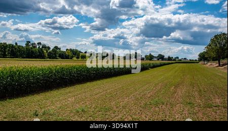 Les plants de maïs s'étendent à travers le champ, atteignant un ciel bleu vif rempli de nuages blancs. Le paysage paisible présente des collines vallonnées au loin et un sentiment de tranquillité. Banque D'Images