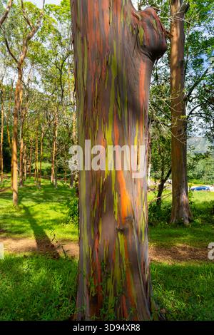 Arbre d'eucalyptus arc-en-ciel à Keahua Arboretum près de Kapa'a, Kauai, Hawaii. Banque D'Images