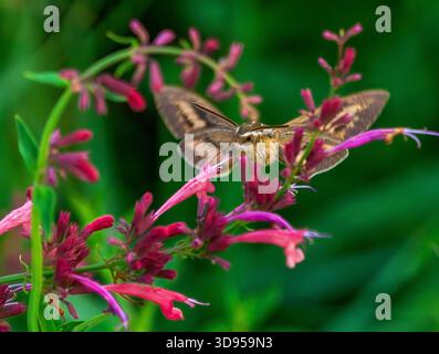 Un Moth Sphinx à lignes blanches pollinisant une plante joliment colorée de saumon et d'agastache rose communément appelée menthe colibri. Banque D'Images