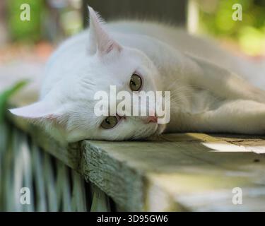 Gros plan Portrait d'un chat blanc reposant sur une terrasse en bois baignée de soleil Banque D'Images